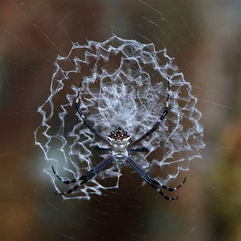 jueteng spider web